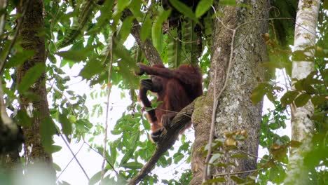 Eine-Erwachsene-Orang-Utan-Frau-Macht-Pause-In-Einem-Baum-Und-Schaut-Sich-Um