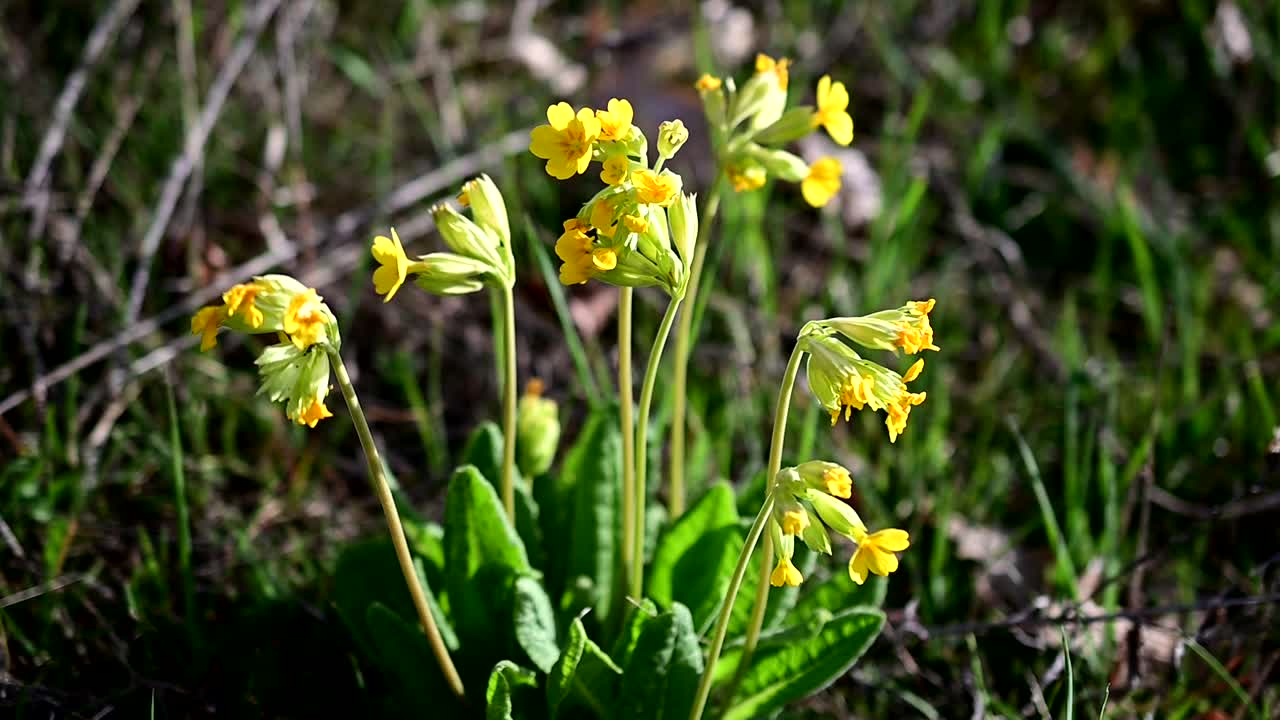 filmati di primula durante la giornata ventosa