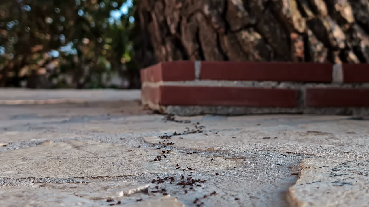 Slow motion close-up of ant insect trail building nests along ground pavement floor leading to brickwork at outdoors household patio porch nature biology environment ecosystem pests creatures species