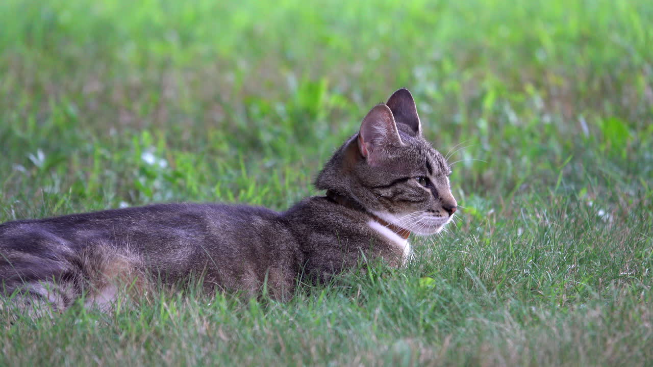 Mother cat wearing collar watches her kittens