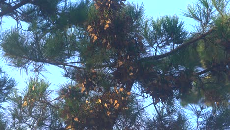 Mariposa-Monarca-Occidental-Invernando-En-Pinos-Nativos-En-La-Costa-Pacífica-De-California