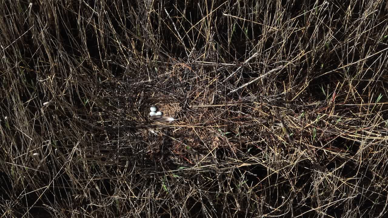 Typical nest of Western marsh harrier with three eggs in reedbed. Estonia.
