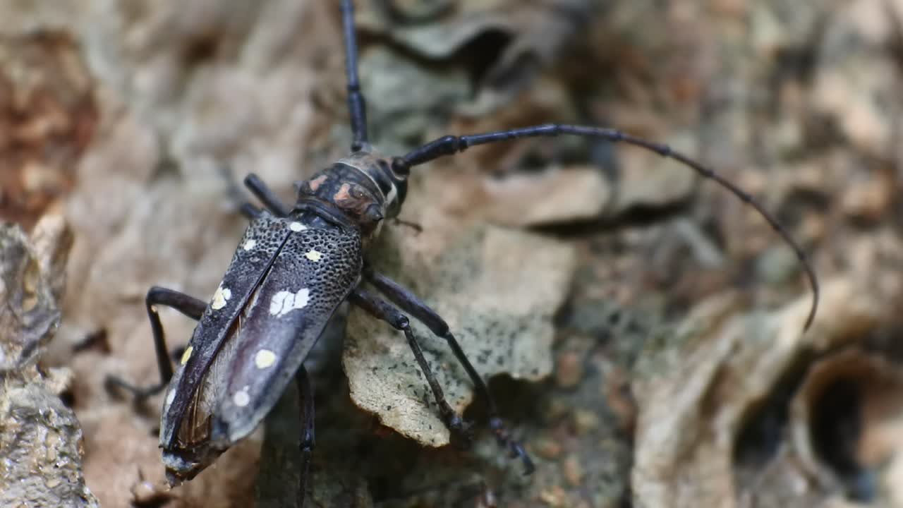 escarabajo de corteza de árbol asiático se arrastra en jaca