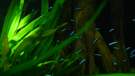 grupo de peces tetra de neón de iluminación azul brillante entre plantas de agua verde en acuario - cerrar prores 422