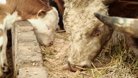 cow and calf feeding in the farm