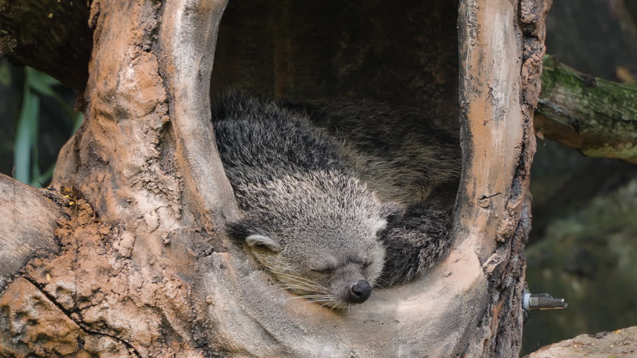 Binturong Arctictis Bintorong or Bearcat Sleeping Daytime in Tree Hollow at Bali Safari and Marine Park in Siangan, Indonesia