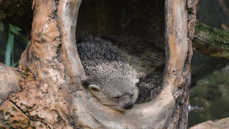 binturong arctictis bintorong o gato oso durmiendo durante el día en el hueco del árbol en bali safari y parque marino en siangan, indonesia