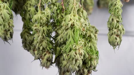 dolly shot of drying cannabis plants in a grow tent
