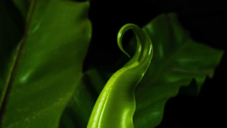 Birds-nest-fern,-crisp-new-leaf-growth-unwinding-and-growing,-camea-follows-growth