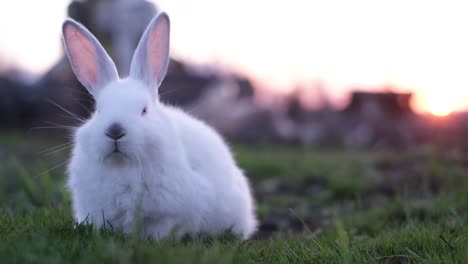 a cute white rabbit foraging for food in the fresh green grass during a bright sunset