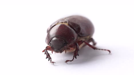 extreme close up front view of june bug beetle isolated on white