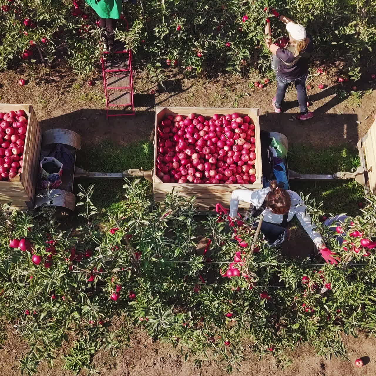 Workers picking up red apples and putting them into crates in the garden in autumn. Three big crates full of apples and females picking fruits from trees. Aerial view