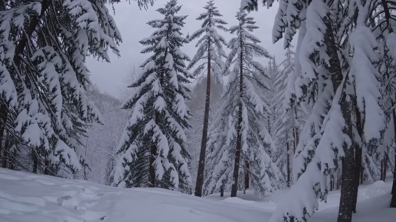 A serene winter forest scene with snow-laden trees captured from a low-angle, creating a tranquil