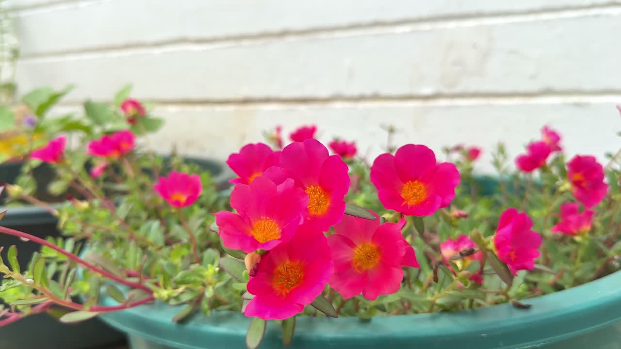 Portulaca grandiflora or moss rose flower blooming in the garden