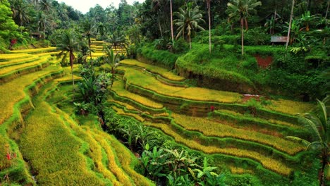 Tegalalang-Rice-Terrace-Drone-Explores-Beautiful-Terraces,-Ubud,-Bali