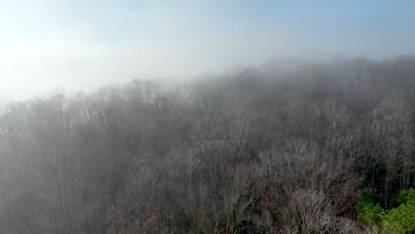 treetops in the fog in wilkes county nc, north carolina