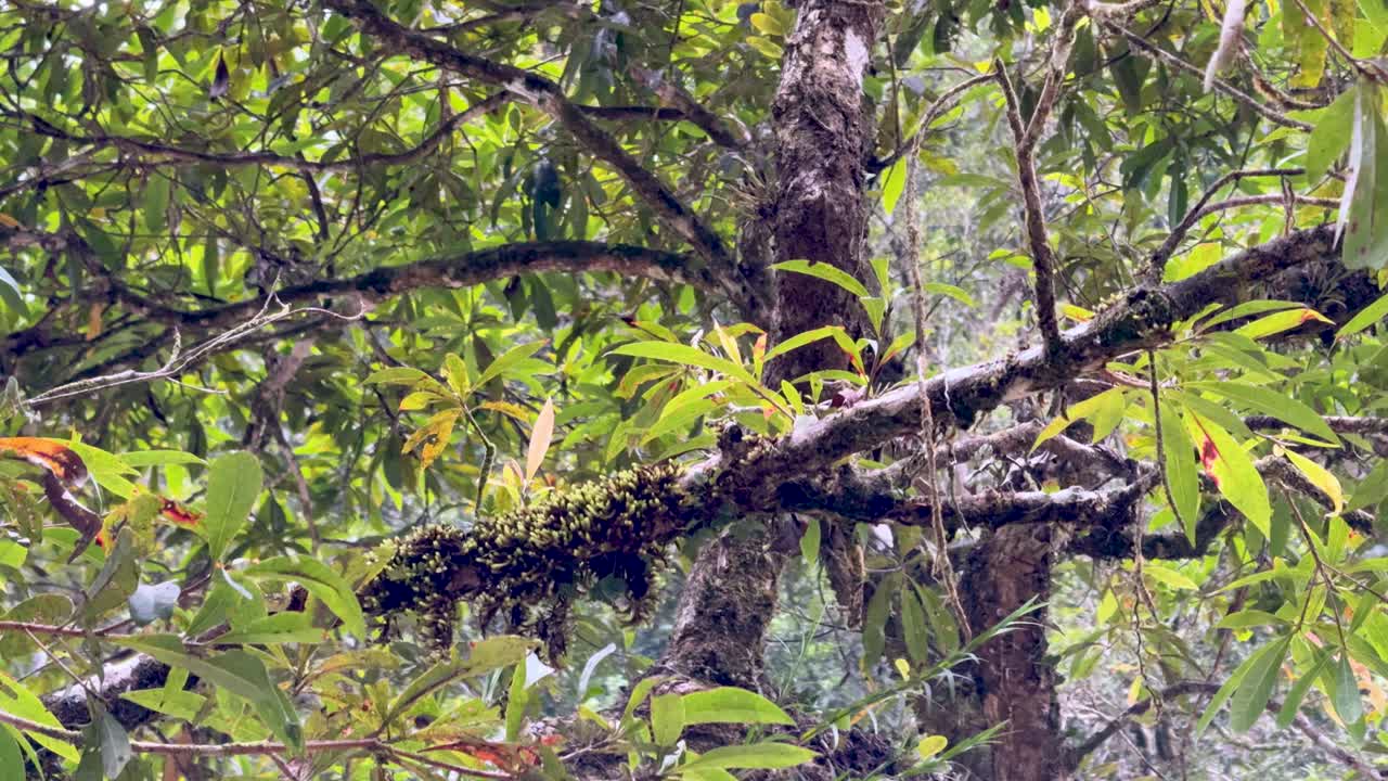Dense rainforest canopy with vibrant greenery and epiphytes in Daintree National Park, showcasing natural beauty and biodiversity