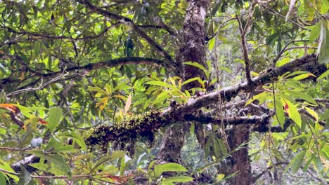 dense rainforest canopy with vibrant greenery and epiphytes in daintree national park, showcasing natural beauty and biodiversity