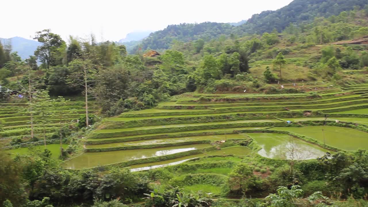 campos de arroz verde en el norte de vietnam en las montañas con agua y casas pequeñas