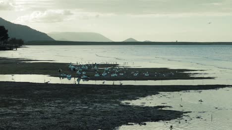 pelicans-cairns-esplanade-low-tide-sunset