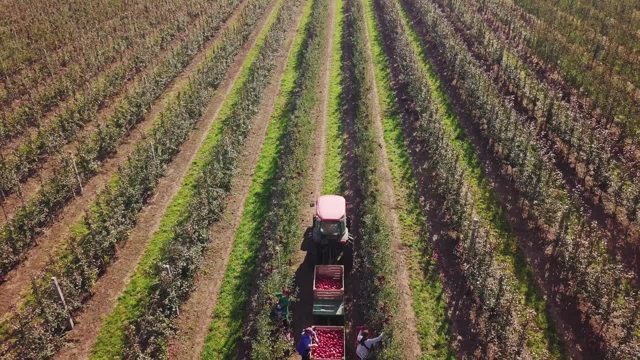 Breathtaking Aerial View Of An Apple Orchard. Wooden crates full of ripe apples during the annual harvesting period.