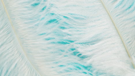 white feathers on turquoise background