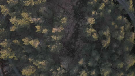 pista de círculo redondo para bicicletas para montar en el bosque, vista aérea de arriba hacia abajo