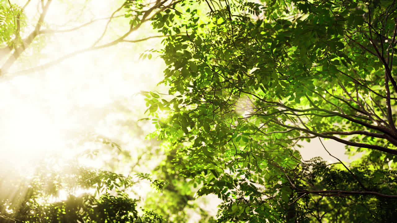 숲 속 의 나무 잎 을 통해 빛