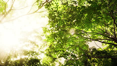 sunlight through tree leaves in a forest
