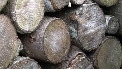 a lot of firewood stacked and ready for use. stacked timber poles