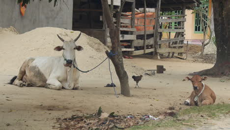 animals including bulls, calf, chicken, rooster and more chained to side of road tree in asia