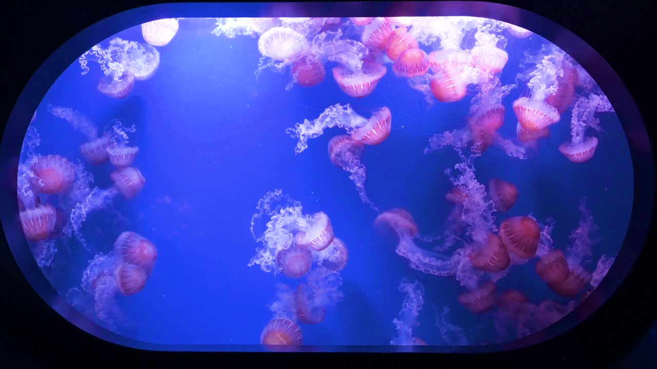 View of the Pacific Sea Nettle jellyfish (Chrysaora Fuscescens) at the Oceanografic in the City of Arts and Sciences in Valencia. It is Europe’s largest oceanographic park.