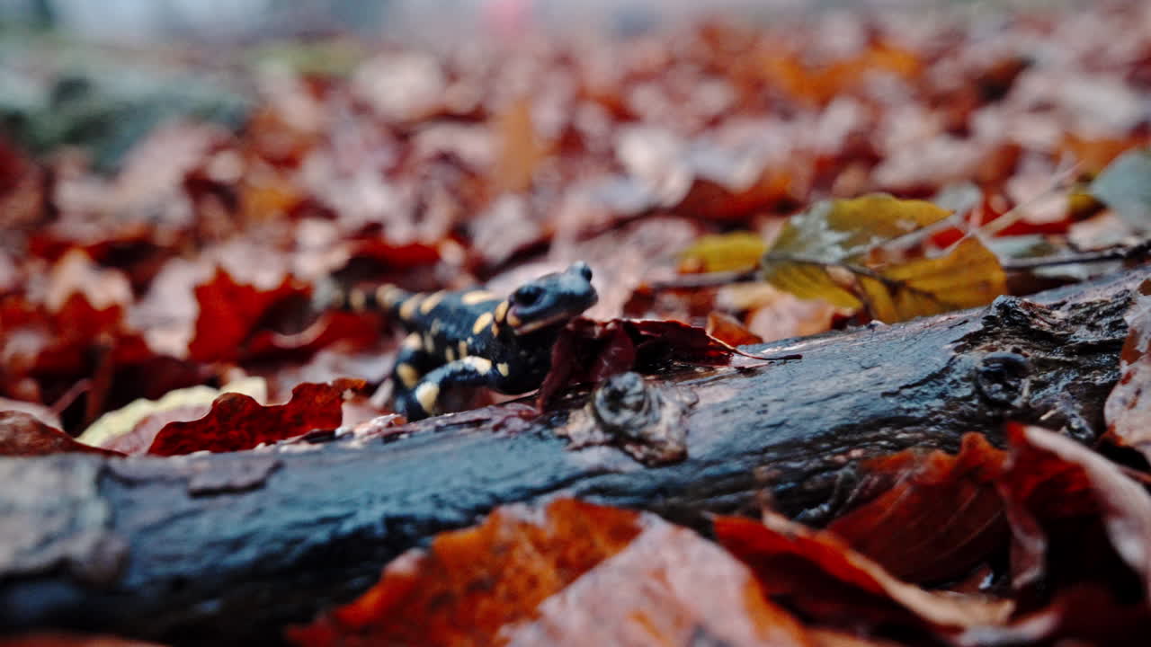 Wet autumn forest log with fire salamander moving through leaves, calm wildlife clip