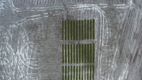 Fly-above-small-agriculture-green-test-field-furrows-during-winter-season