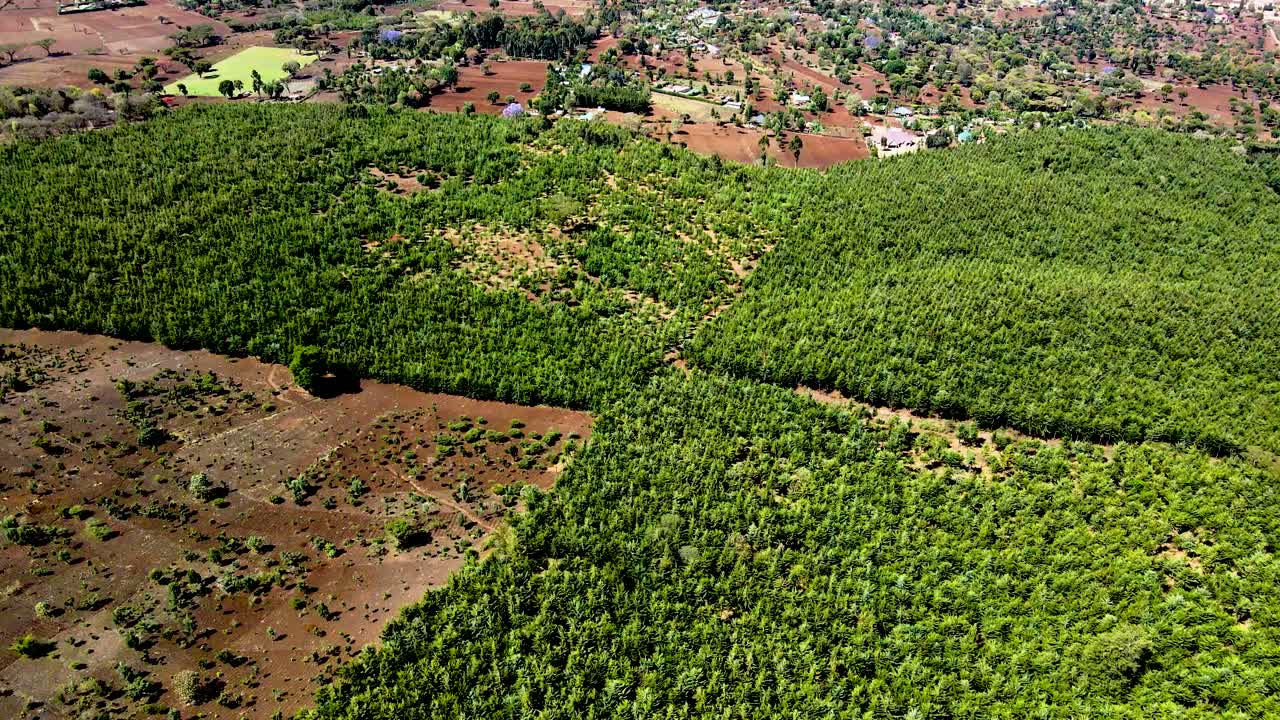 드론 뷰 - 아프리카 숲 - 아프리카 부시 화재