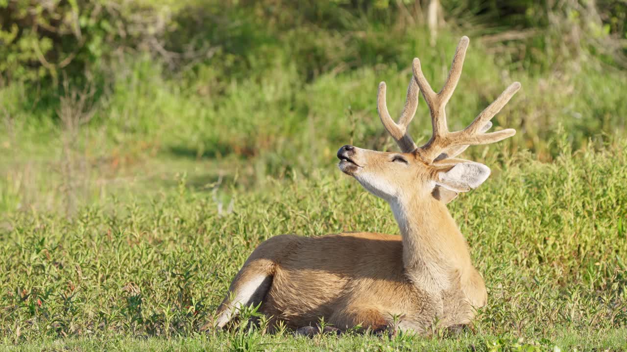 pacífico ciervo de los pantanos, blastocerus dichotomus con majestuosas astas, acostado y tomando una siesta en la exuberante pradera verde de la orilla del río en su hábitat natural en la región natural del pantanal, brasil