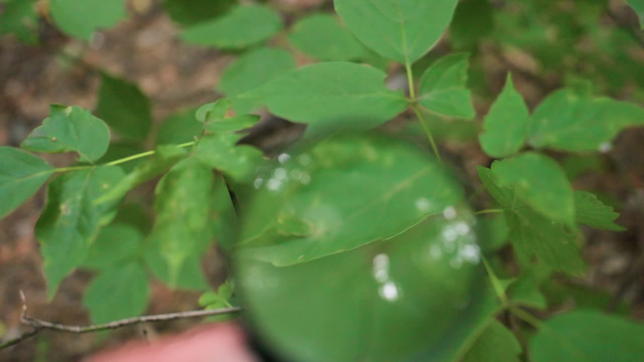 Portrait view of magnifying glass reflecting sunlight while directed at green plant in forest, emphasizing scientific observation, ecological research, natural study