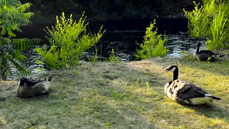 Ruhige,-Stabile-Aufnahme-Von-Drei-Kanadischen-Gänsen,-Die-In-Der-Nähe-Eines-Sees-In-Ottawa,-Ontario,-Liegen