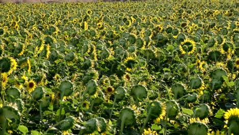 imágenes de una vista del paisaje de un campo de girasoles con un movimiento panorámico de la cámara.