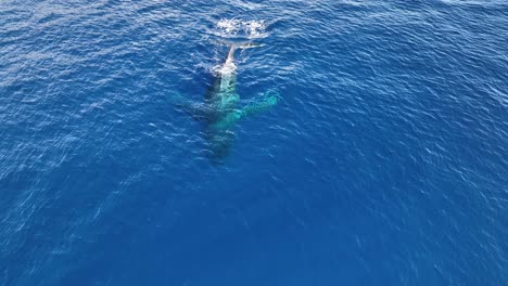 incredible close up over a humpback whale spouting a rainbow from blowhole