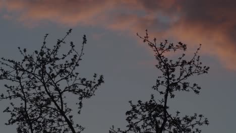 Ramas-De-árboles-Recortadas-Contra-Un-Cielo-Al-Atardecer-Debajo-De-Las-Nubes,-Plano-Medio