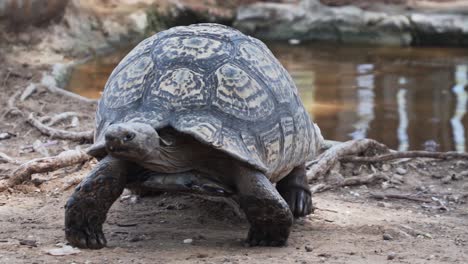 Tortuga-Saliendo-Del-Agua-Del-Estanque-En-El-Zoológico