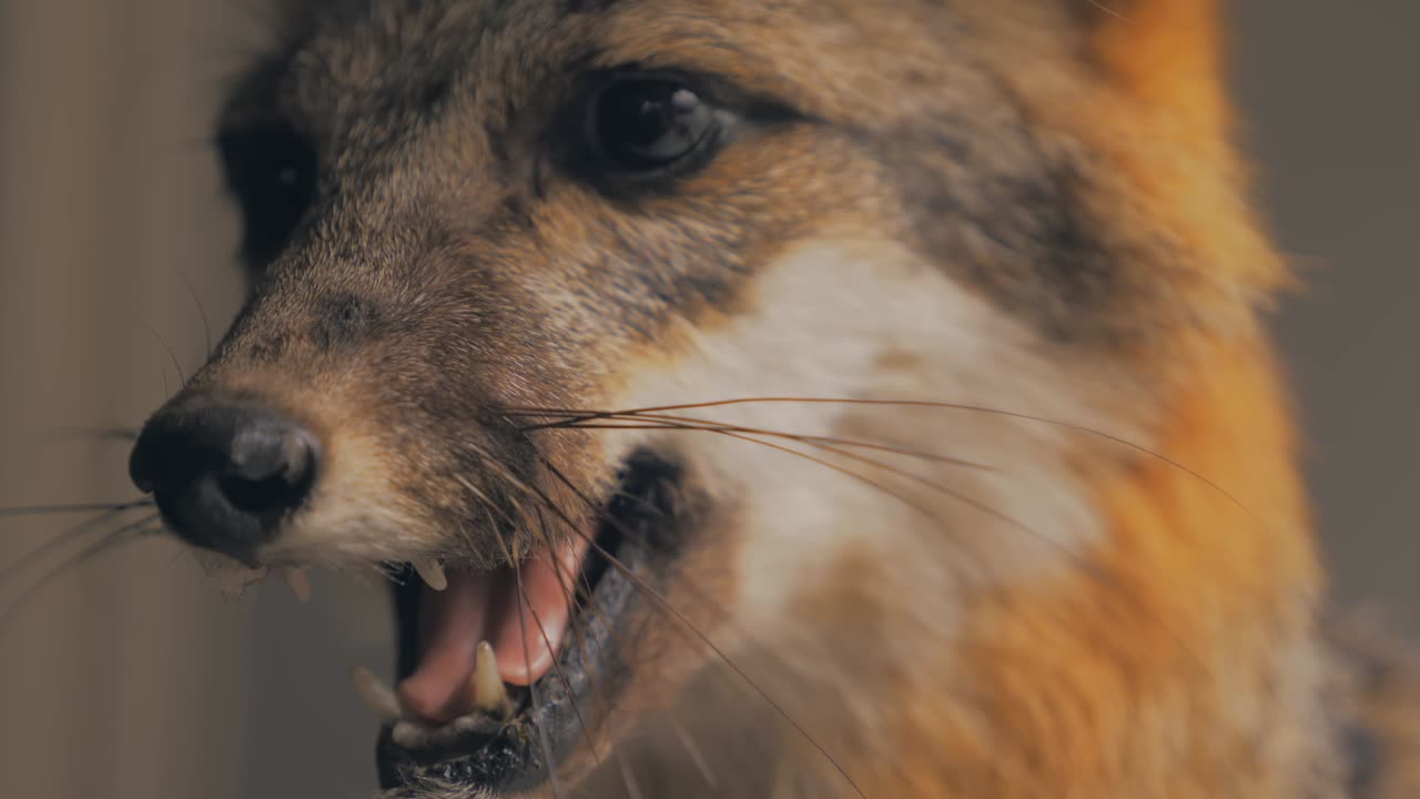 A close shot highlights a fox with an open mouth, showing its teeth and whiskers in sharp detail against a blurred natural background.