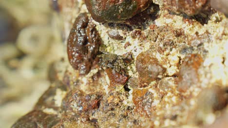 baby crab sitting on rocky surface on water edge, vertical view