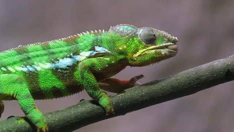 ein grünes, gestreiftes pantherchamäleon, das sich von einer grille auf einem ast ernährt - nahaufnahme