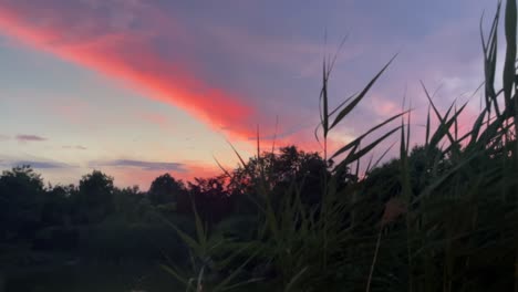 vista de ángulo bajo de una puesta de sol o amanecer a través de cañas de estanque