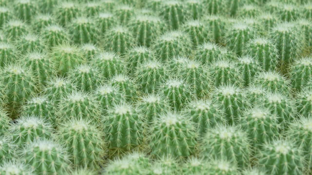 Exploring cacti growth patterns desert landscape nature close-up view botanical concept