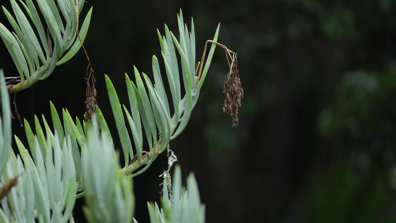 una planta suculenta con su flor marrón muerta colgando tristemente bajo la lluvia