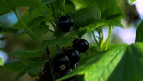 Schwarze-Johannisbeerbeeren-Wachsen-Auf-Dem-Johannisbeerbusch-Mit-Grünlichem-Hintergrund-Und-Blättern,-Die-Sich-Von-Leichter-Brise-Bewegen