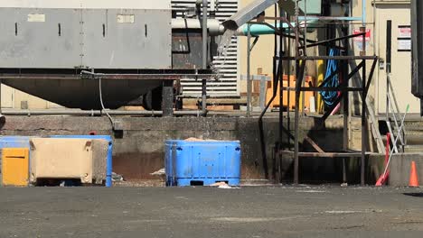 pacific northwest seafood plant processing chum on a sunny summer day on the docks